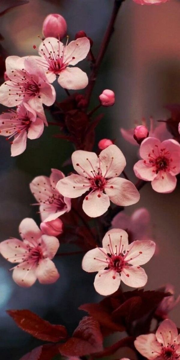 Thay đổi giao diện iPhone với bộ sưu tập hình nền hoa lung linh: