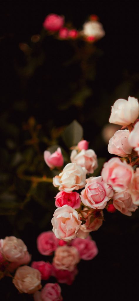 Trọn bộ hình nền hoa tuyệt đẹp dành cho mọi thế hệ iPhone:
